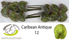 Anthurium Caribean Antique 13cm Hd