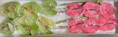 Anthurium Mix 11cm Hd