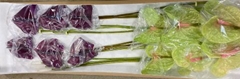 Anthurium Mix 11cm Hd