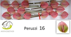 Anthurium Peruzzi 11cm Hd