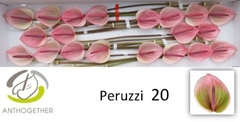 Anthurium Peruzzi 9cm Hd