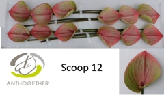 Anthurium Scoop 13cm Hd