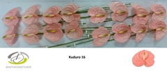 Anthurium Kuduro 11cm Hd
