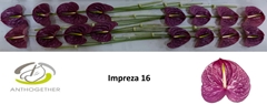 Anthurium Impreza 11cm Hd