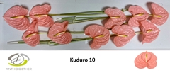 Anthurium Kuduro 15cm Hd