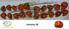 Anthurium Corniche 9cm Hd