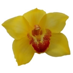 Cymbidium Golden Fleece 60cm