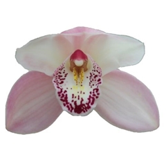 Cymbidium Summer Magic Pink 60cm