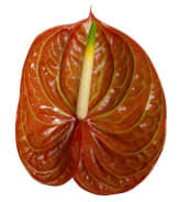 Anthurium Corniche 11cm Hd