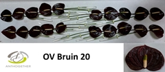 Anthurium Brown 9cm Hd