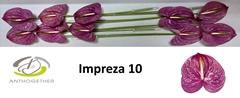 Anthurium Impreza 15cm Hd