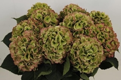 Hydrangea White Verena Classic 80cm 18-20cm Hd