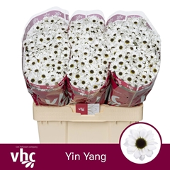 Chrysanth Santini Yin Yang 55cm 50gr.