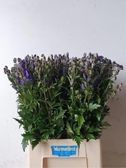 Aconitum Carmichaelii Arendsii 85cm