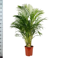 Dypsis Lutescens 24Ø 135cm