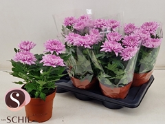 Chrysanth Supernova Pink 17Ø 35cm