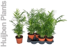 Chamaedorea Elegans 17Ø 55cm