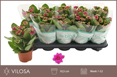 Kalanchoe Double Rosalina Geraldo Purple 10Ø 23cm