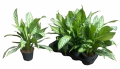 Aglaonema Silver Queen 14Ø 40cm