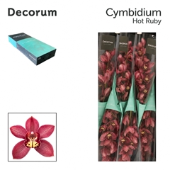 Cymbidium Hot Ruby 80cm