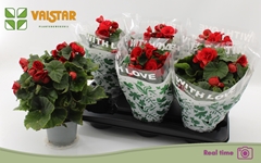 Begonia Double Baladin 13Ø 30cm