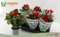 Begonia Double Baladin 13Ø 35cm