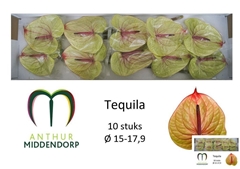 Anthurium Tequila 15cm Hd