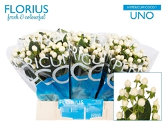 Hypericum Coco Uno 40cm
