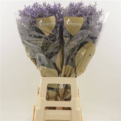 Limonium Safora Dark Blue 80cm 40gr.