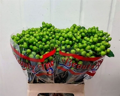 Hypericum Green Tea 60cm