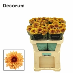 Chrysanth Single Pip Sunny 70cm 80gr.