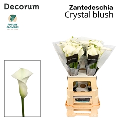 Zantedeschia Crystal Blush 65cm