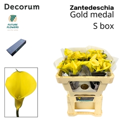 Zantedeschia Gold Medal 50cm