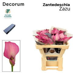 Zantedeschia Zazu 50cm