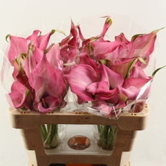 Zantedeschia Zazu 50cm Twisted