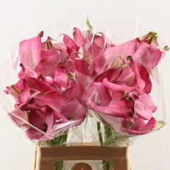 Zantedeschia Zazu 60cm Twisted