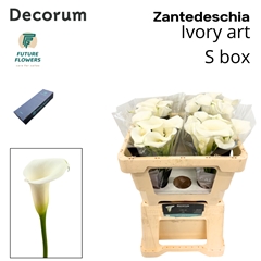 Zantedeschia Ivory Art 55cm