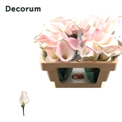 Zantedeschia Sweet Art 50cm