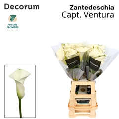 Zantedeschia Captain Ventura 70cm