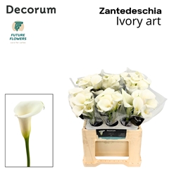 Zantedeschia Ivory Art 40cm
