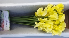 Lathyrus Painted Yellow 35cm