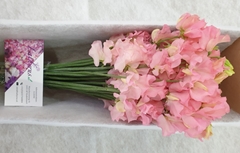 Lathyrus Parfum Salmon 35cm