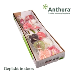 Anthurium Mix 13cm Hd