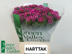 Dianthus Barb Sweet Will Magenta Bicolour 58cm