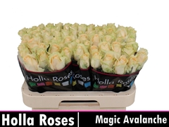 Rosa Magic Avalanche+ 60cm