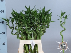 Dracaena Lucky Bamboo 60cm