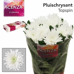 Chrysanth Single Topspin 70cm 85gr.