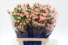 Dianthus Spray Hamada 65cm