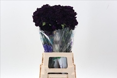 Dianthus Single Florigene Moonvista 70cm