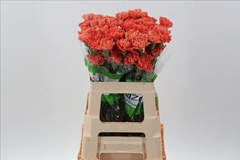 Dianthus Single Hermes Orange 60cm
